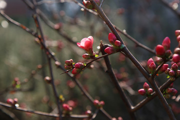 Primavera in arrivo: arbusto con fiori di pesco appena sbocciati, primo piano