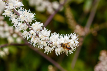 Flowers of Black cohosh (Cimicifuga racemosa) in the garden
