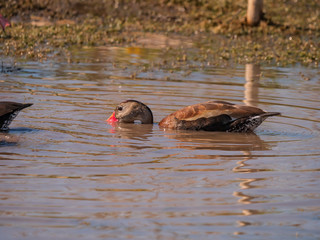 Black-bellied Whistling -duck