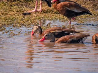 Black-bellied Whistling -duck