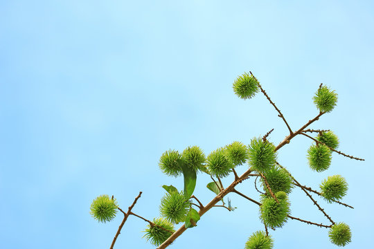 Vibrant Green Unripe Rambutan Fruits on the Tree against Sunny Blue Sky