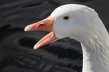 Close-up of sunlight shining on a white Goose with orange beak wide open and black coloured water in the background.