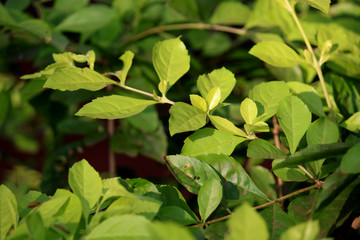 Close up of the wild plant leaves.
