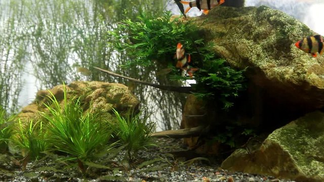 funny and curious pets tiger barb, Puntigrus tetrazona and mollinesia, popular and easy to keep ornamental tropical fish actively swim and play in nature planted aquarium, stones and plants detail