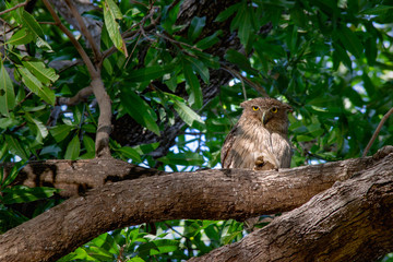 owl on tree branch