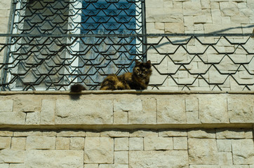 Street cat. Cat on the seashore. The cat walks on the street.