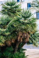 View of a palm tree