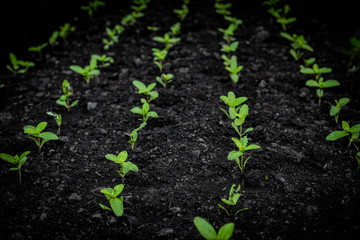 Seedling, seedling in a growing pot.