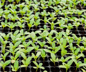 Small seedlings of chrysanthemum are grown in many black trays.