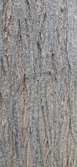 melia azedarach dek tree  bark background
