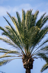 Obraz na płótnie Canvas View of a palm tree