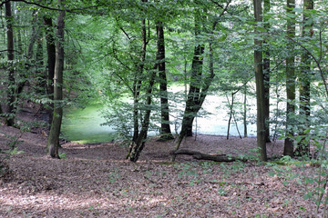A lake in a mateor crater in a forest in the Morasko meteorite nature reserve, Poland
