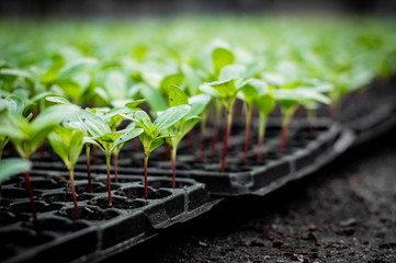 Small seedlings of chrysanthemum are grown in many black trays.