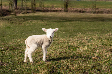 Naklejka na ściany i meble Small cute baby lamb in pasture turning head towards the camera