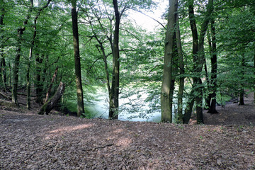 A lake in a mateor crater in a forest in the Morasko meteorite nature reserve, Poland