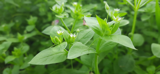 focused small white flower with big leaves and blur background