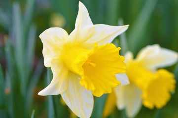 yellow daffodil in the garden