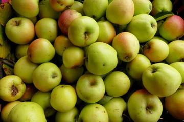 Organic and wild apples harvested in the Pelion forest