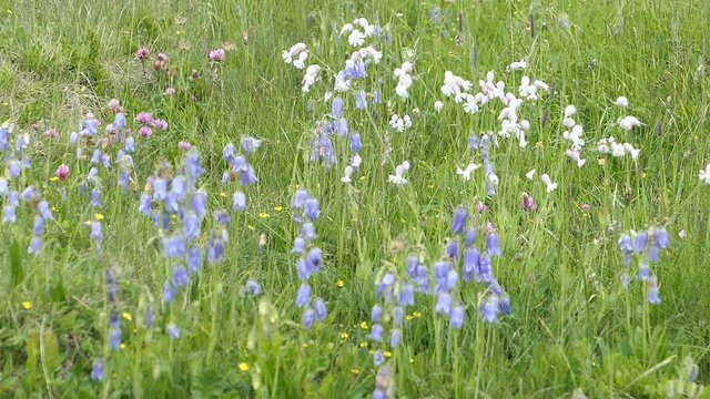white campion flower blossom at Austrian alps meadow. also blue bell flowers