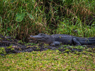 American Alligators