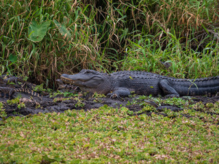 American Alligators