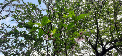 Peach tree with white pinkish peach flowers during month of february