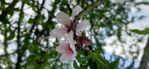 white pinkish peach flowers during month of february