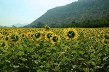 Sonnenblumen Plantage in Thailand