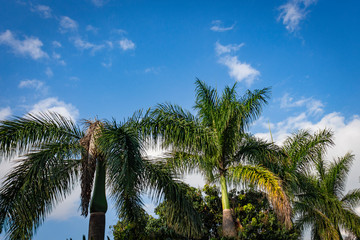Fototapeta premium Palm trees and tropical plants on blue sky natural background. 