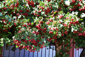 Red berry fruits of Craetegus monogyna (Hawthorn)