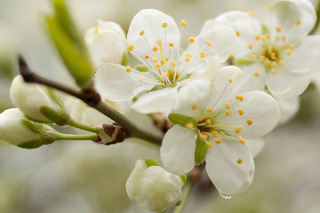 flowering apple tree branch with white flowers and buds