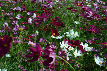 Blumenfeld vor Felsformation in Thailand, Blumen