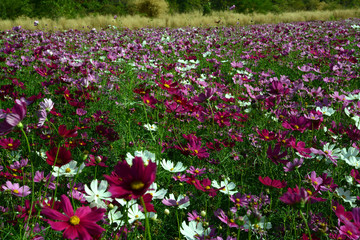 Blumenfeld vor Felsformation in Thailand, Blumen