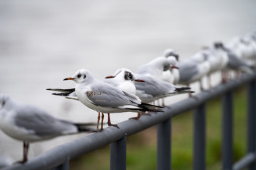 Möwen sitzen auf Geländer