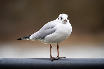 Möwe sitzt auf Geländer