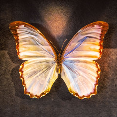 Obraz na płótnie Canvas butterfly isolated on black background