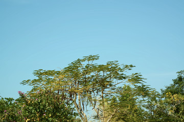 Blumenfeld vor Felsformation in Thailand, Blumen