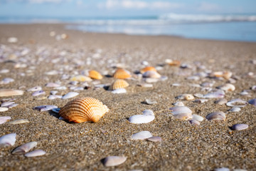 Fototapeta na wymiar Closeup of sea shells on a golden sand beach. Puglia region, Italy