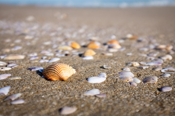Closeup of sea shells on a golden sand beach. Puglia region, Italy
