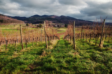 Fototapeta na wymiar vineyard grapes trees field sun mountains