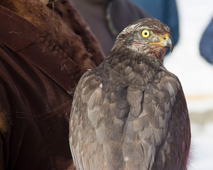 Falconry falcon hunting bird