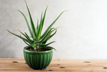 aloe vera plant for wellness skin care