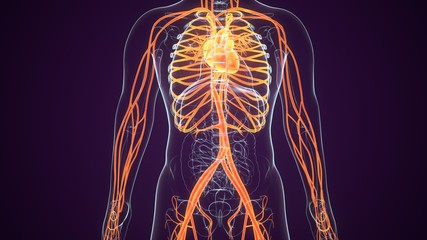 3d rendered medically accurate illustration of a mans vascular system