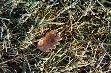 frost morning sun oak leaf in frost