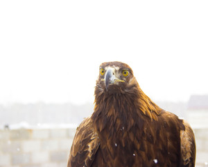 hunting bird golden eagle before hunting