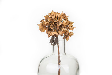 Dead flower in a glass vase on a white background