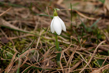 Fototapeta premium White snowdrop is the first spring flower.
