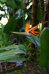 bird of paradise