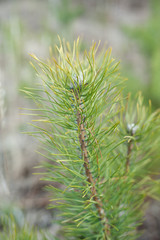 beautiful pine branch. Macro photo of pine needles a green branch.