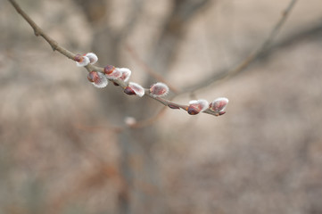 photo branches with buds on a neutral natural background